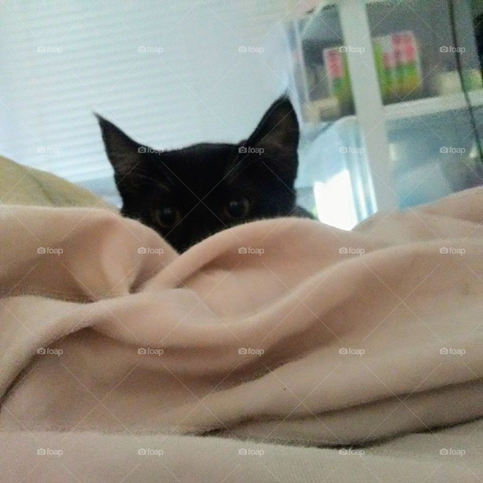 Ivory always up for a game of hide and peek