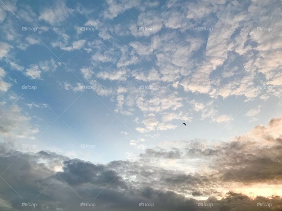 Sky with bird 