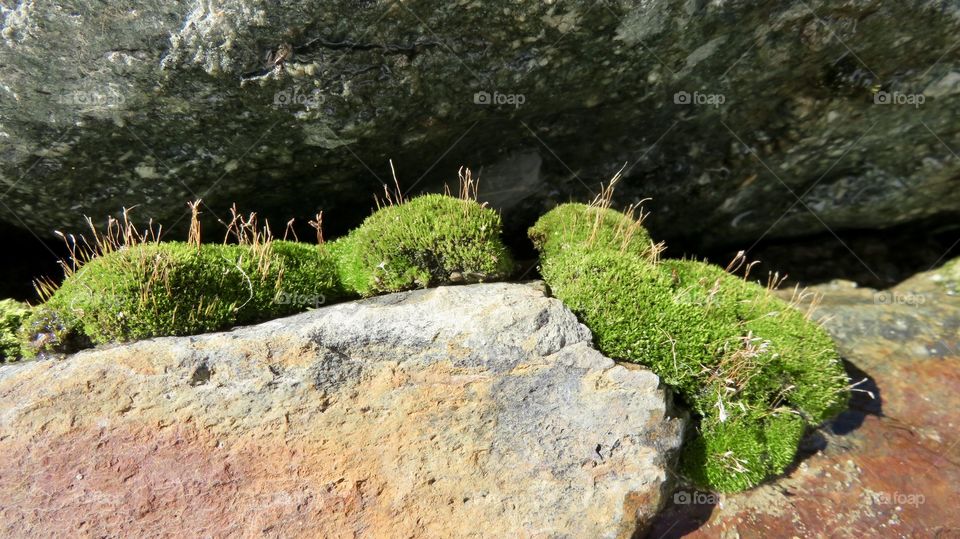 Moss and Stones 