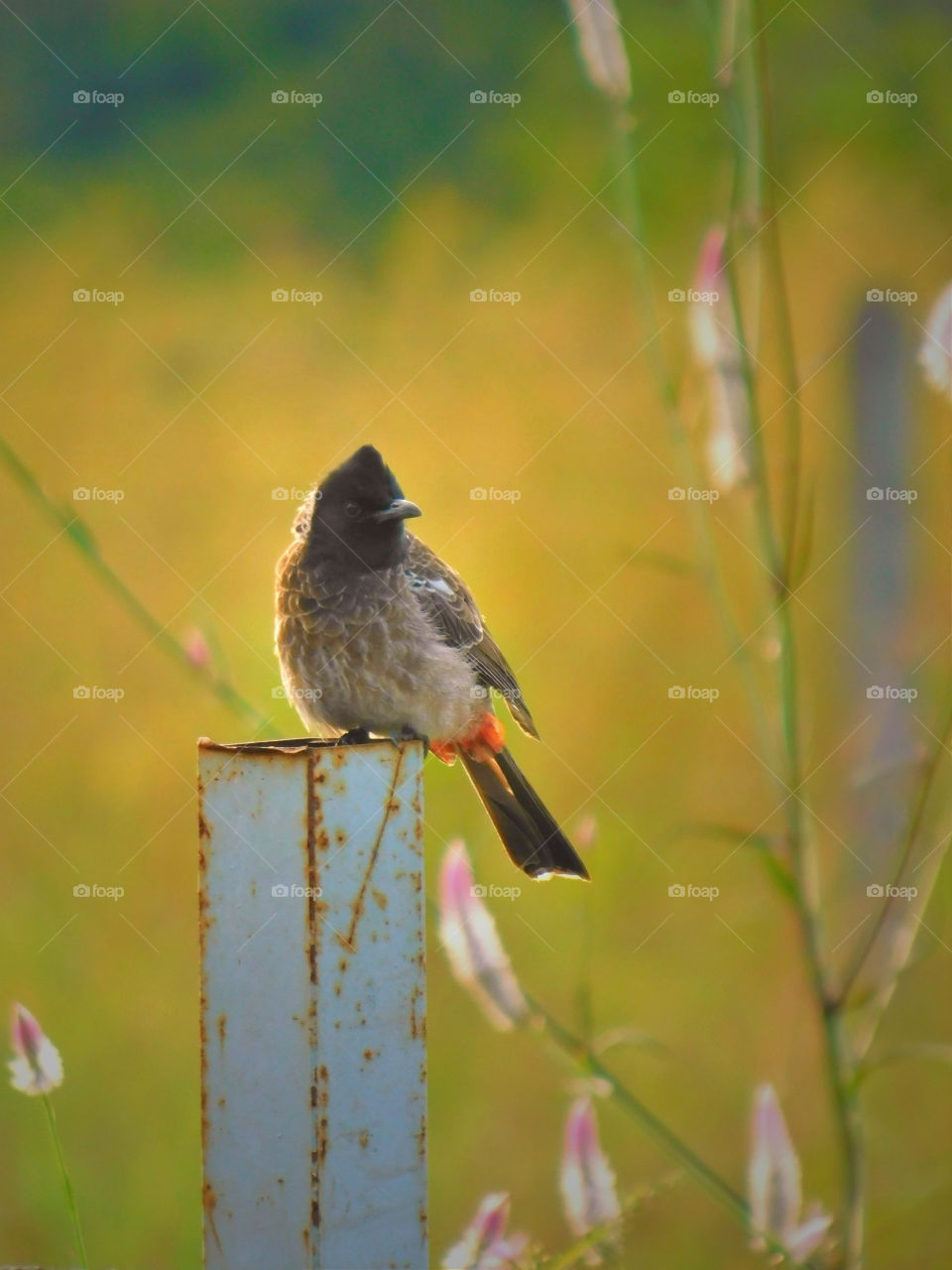 Bird image, Red Vented bulbul bird sitting on iron pole or bar having yellowish blurred background.
