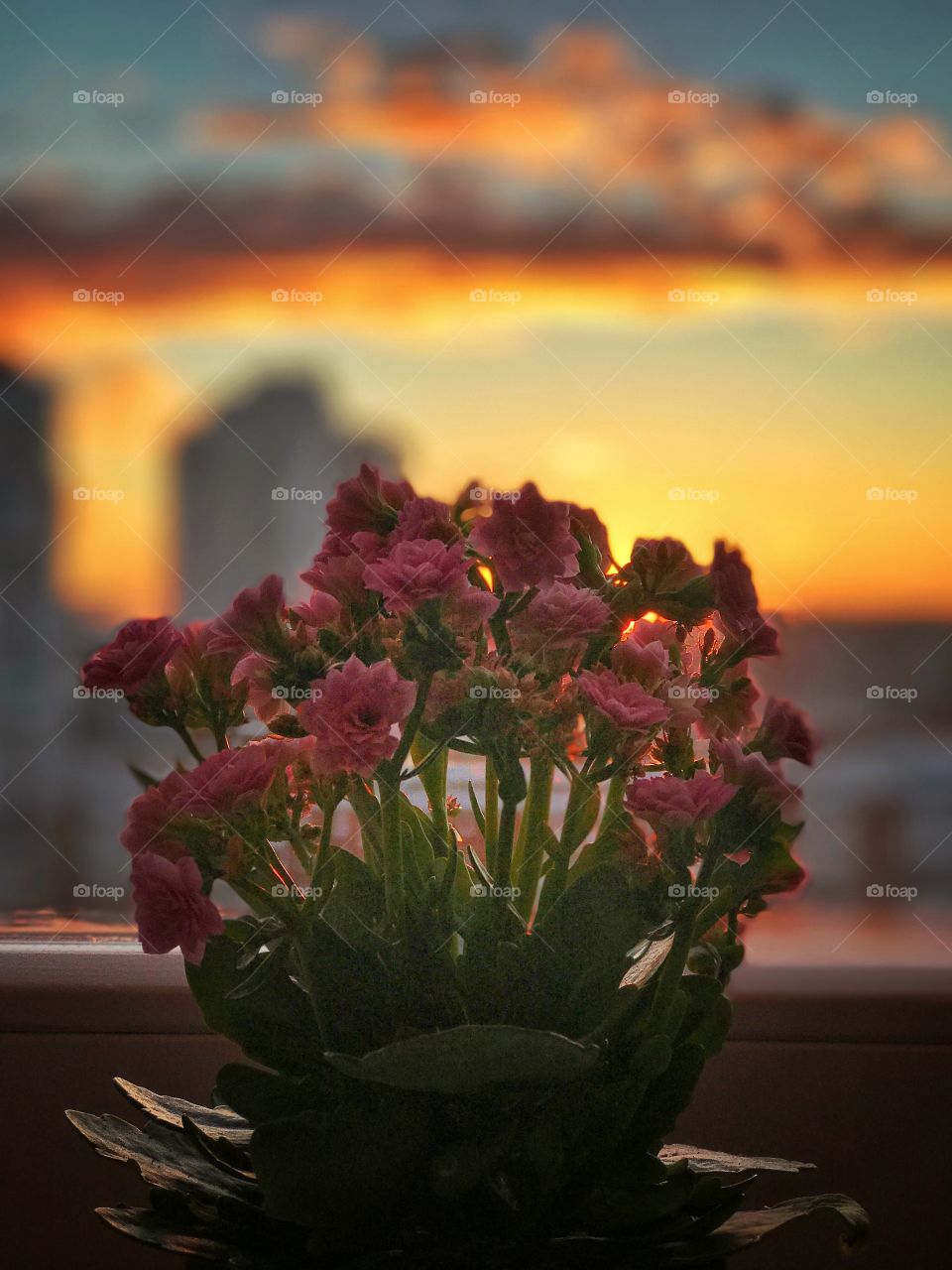 Flowers against the background of a city decline