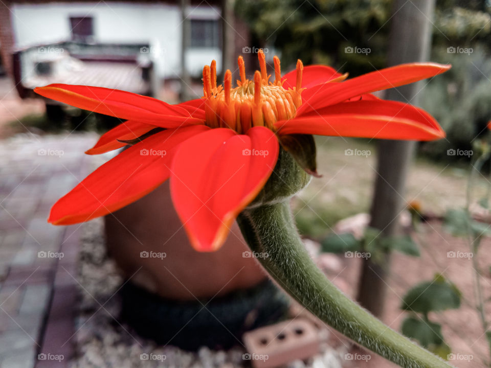 Beautiful reddish flower