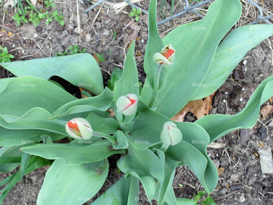 Red buds of tulips getting ready to bloom