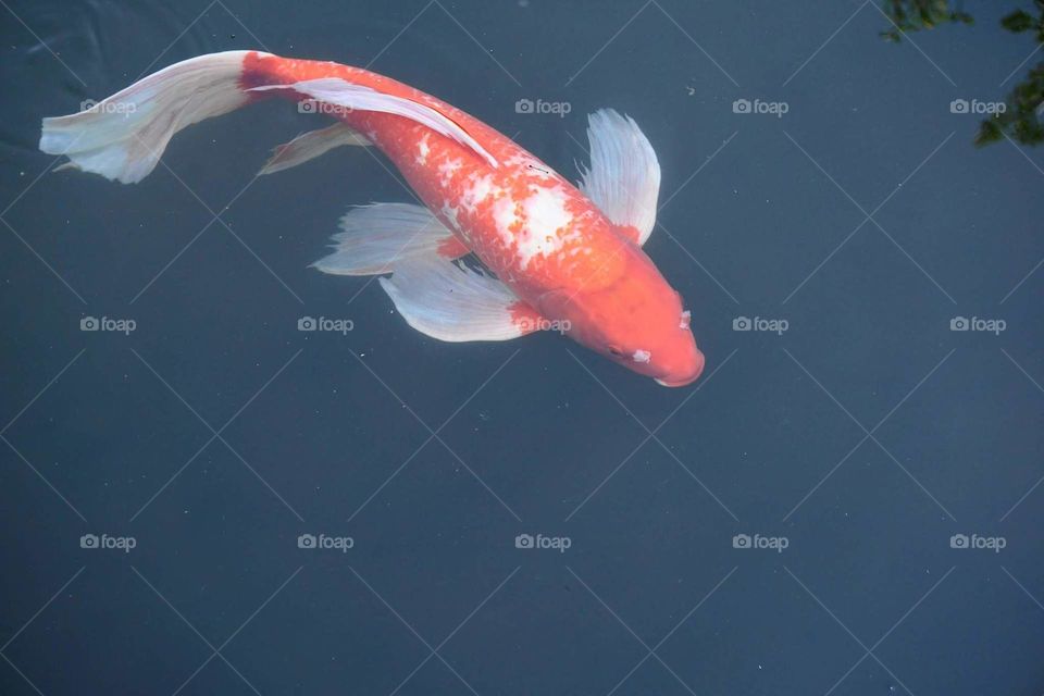 koi