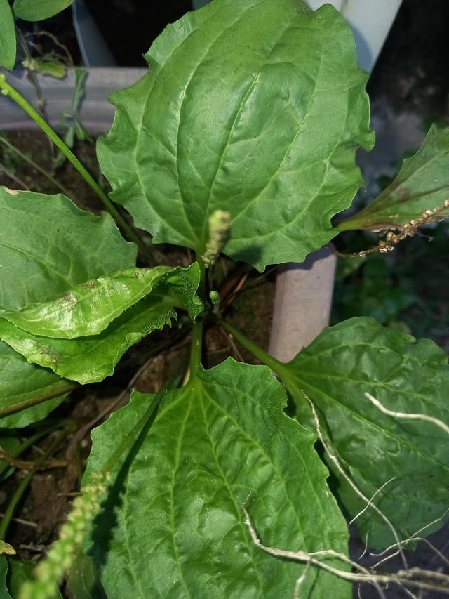 Tanchagem essa planta é milagrosa.