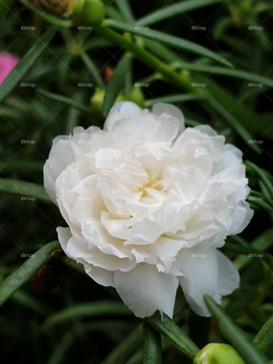 the portulaca grandiflora