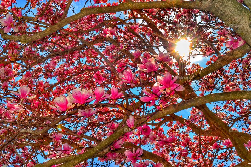 Beautiful flowers and sunlight through the tree