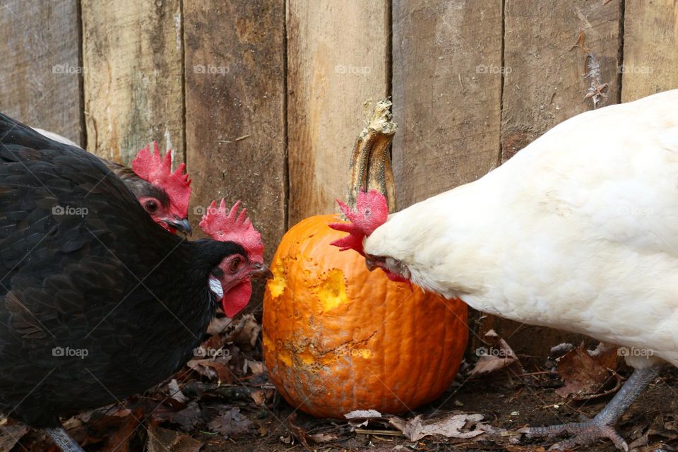 Chicken pumpkin carving on the homestead.