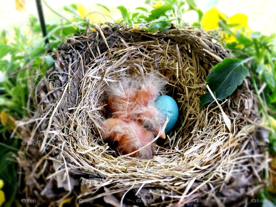 Baby Birds