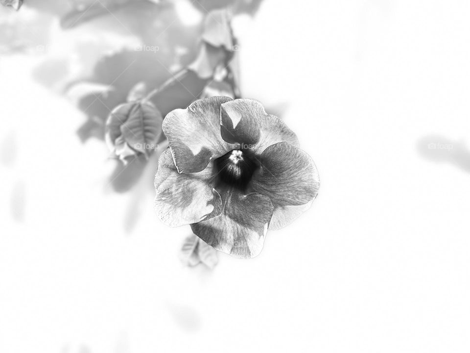 Monochromatic - Allamanda flower 