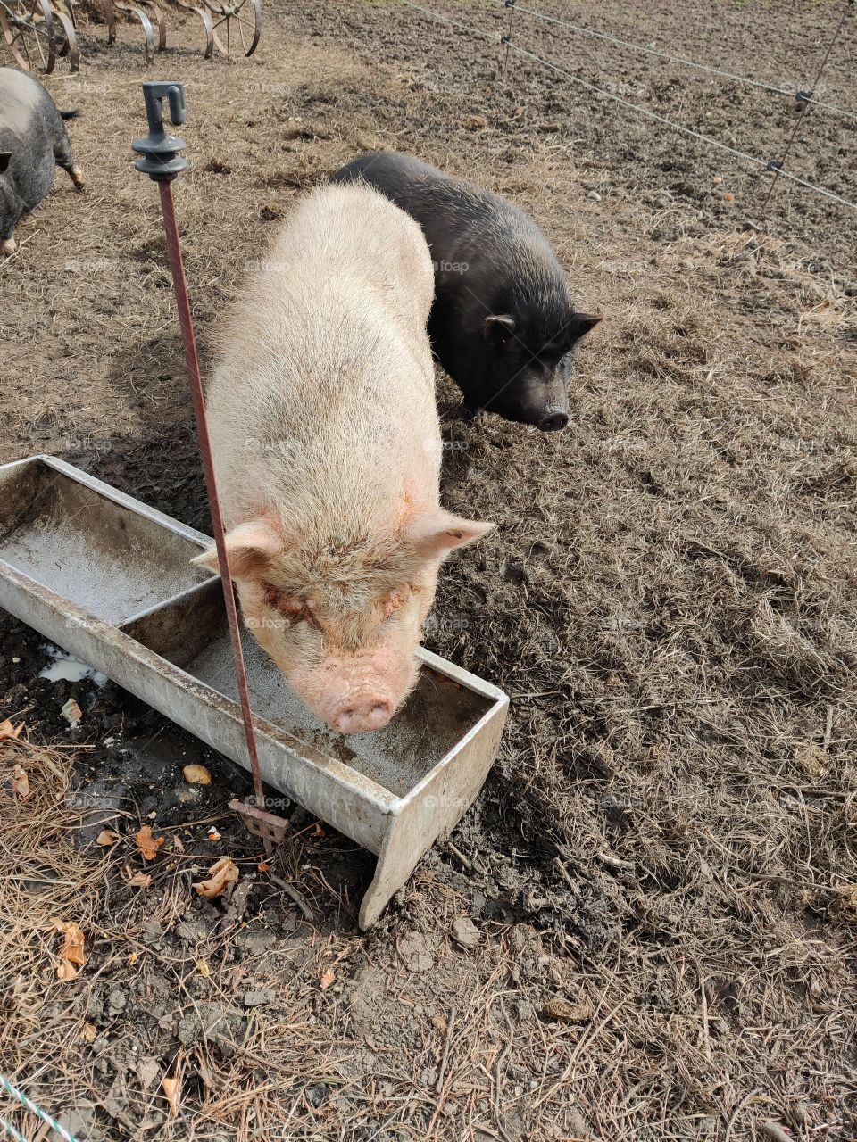 Pig, Animals