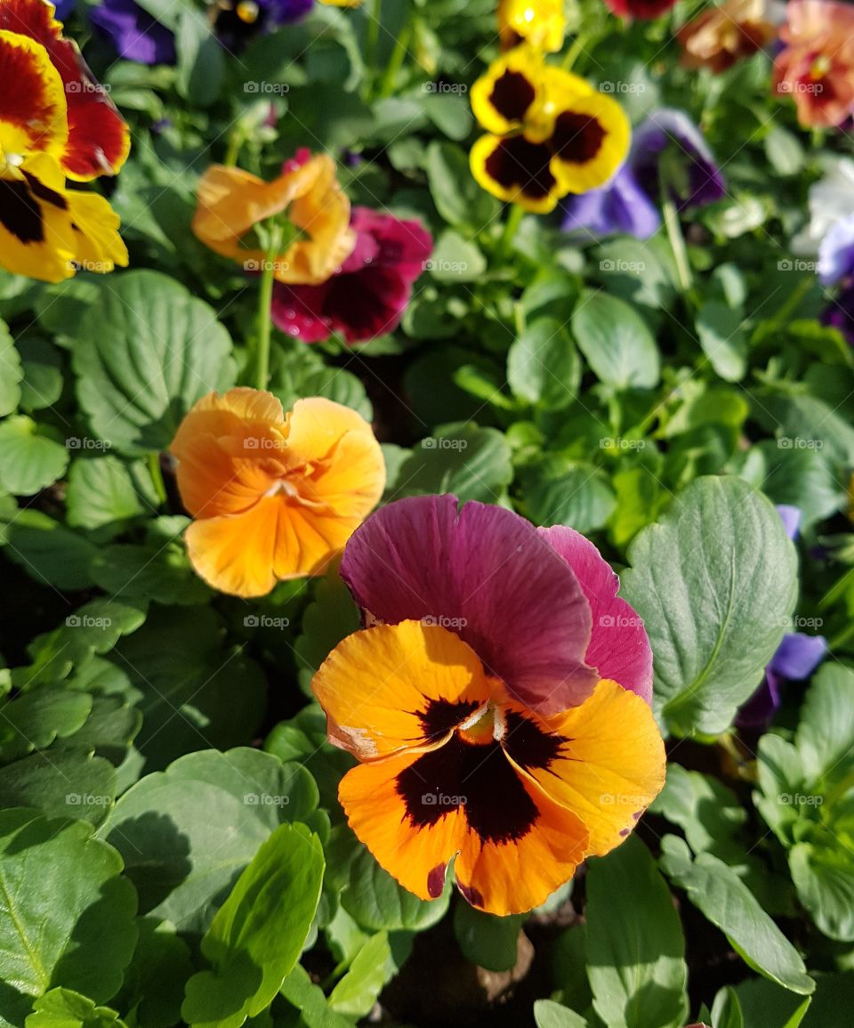Pansy