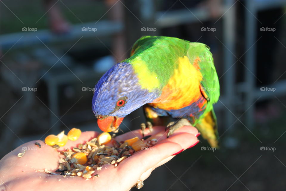 Rainbow lorikeet