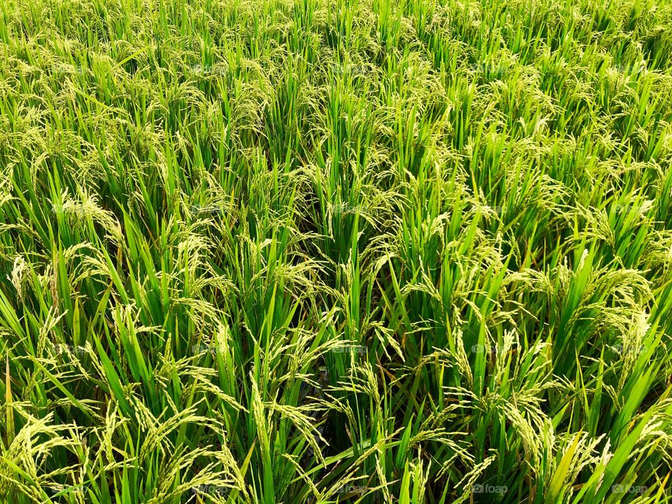 Rice Field, Lombok, Indonesia