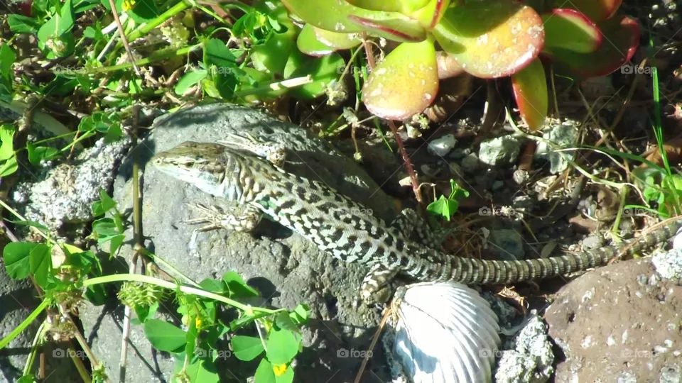 Italian Wall Lizard or Podarcis siculus in a garden of the Italian island of Ischia