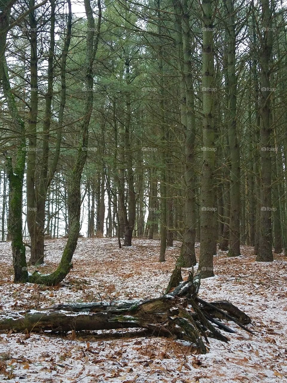 fallen dead tree in the woods with snow