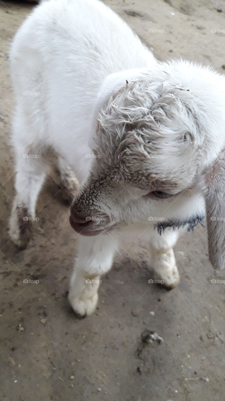 Goat kid, white colour, Taked pic cloudy day.