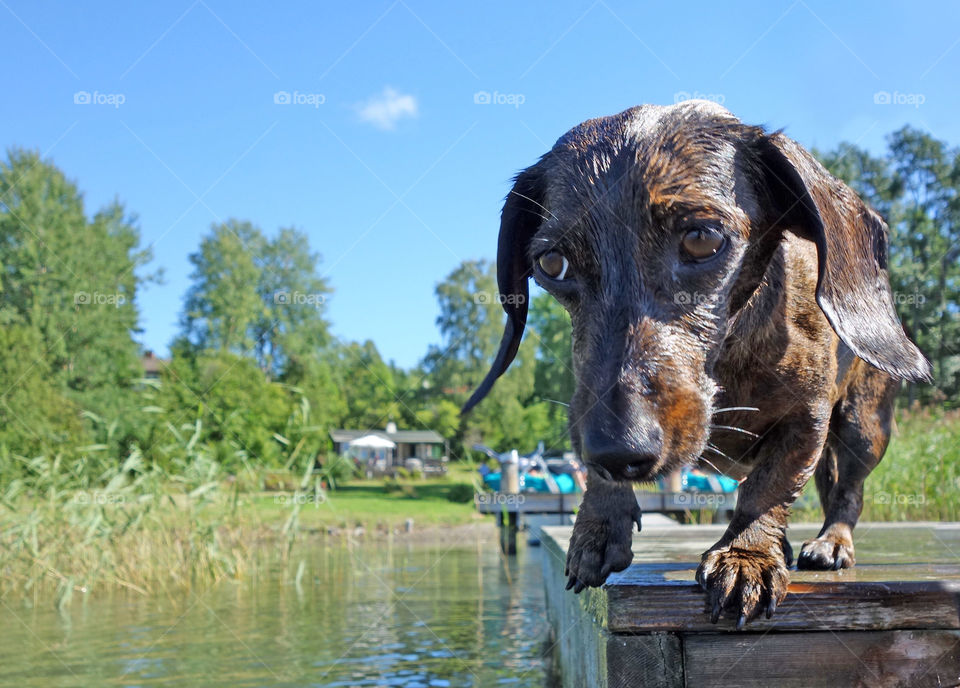 Dachshund Dolly preparing for a big jump out to the water.