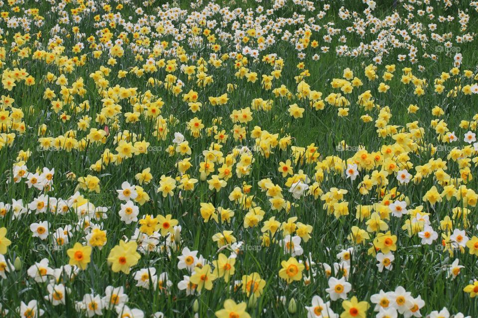 Narzissenfeld
