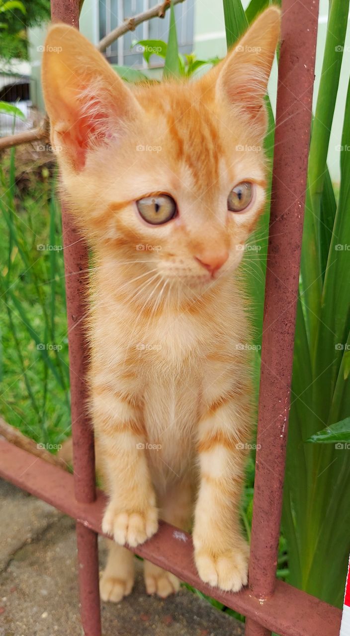 Gatinho, curioso, atento ao que passa na rua.