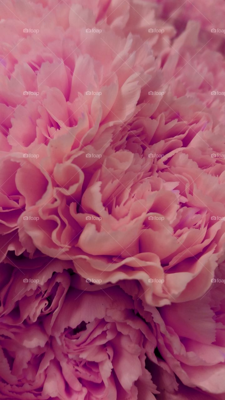 Pink carnation close up