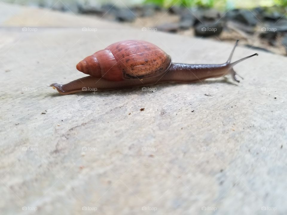 slimy slender snail on the move