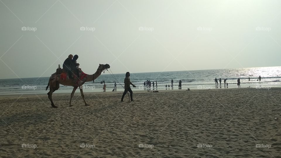 Camel in beach