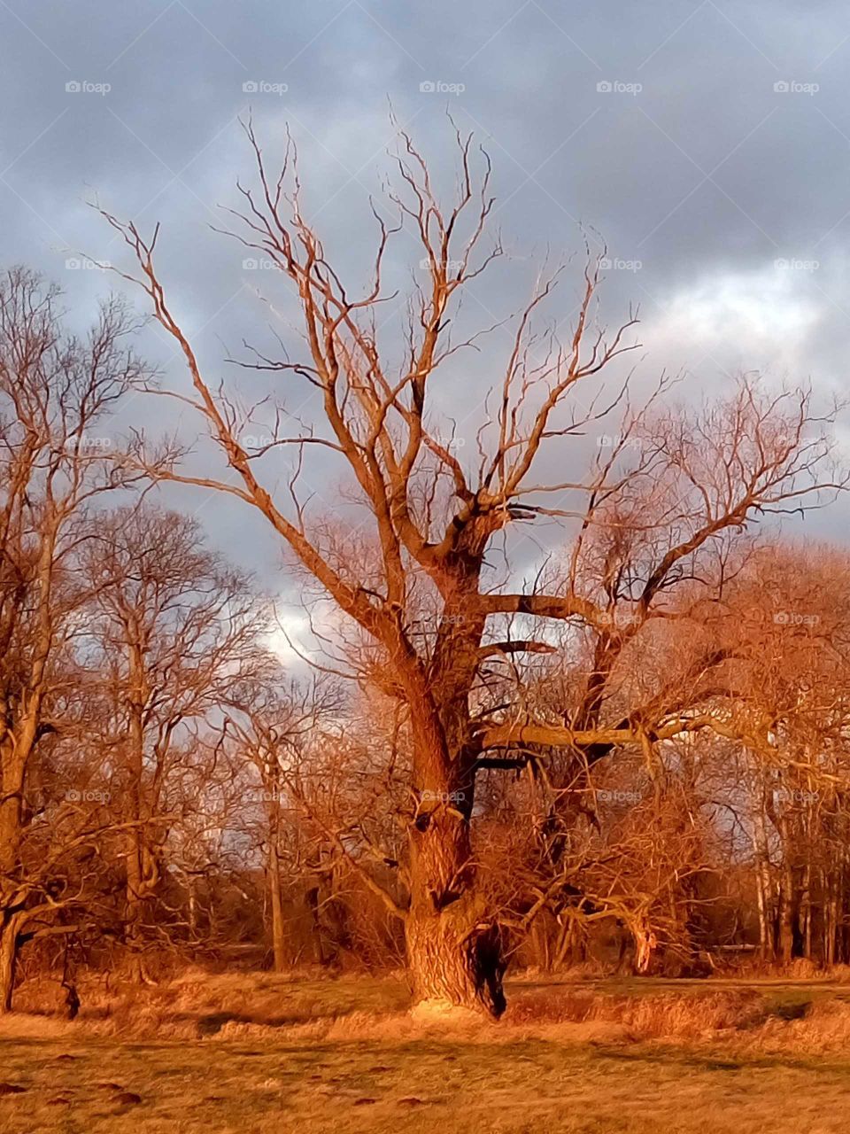 Red evening light