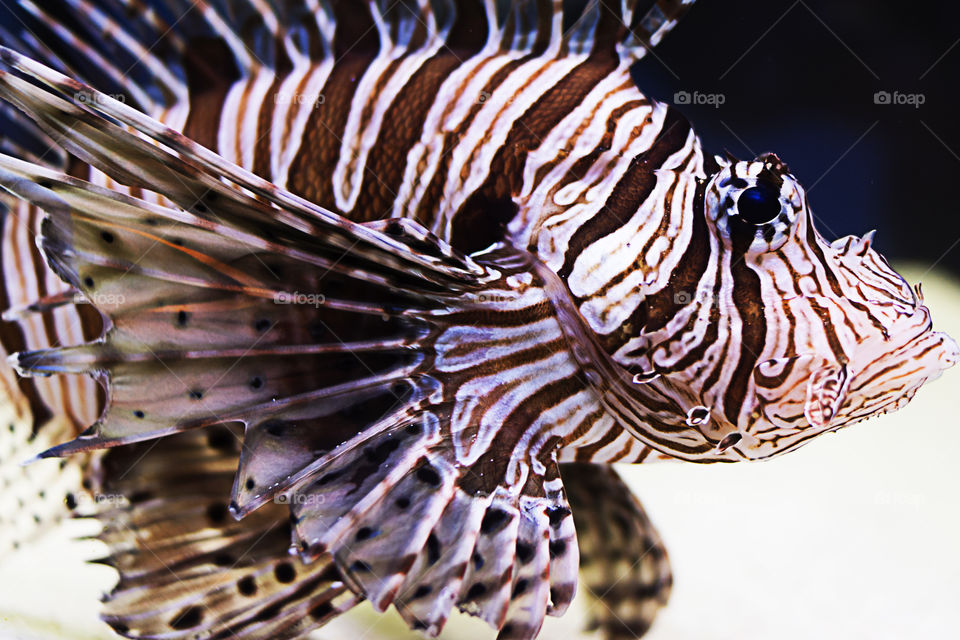 Lion fish