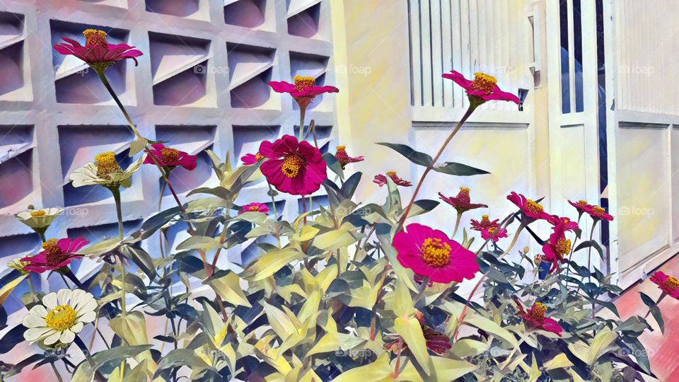 pink zinnia flower in the home garden, flowers for the home garden, bright pink color, beautify the home garden, refresh the environment, bright air, good for environmental health