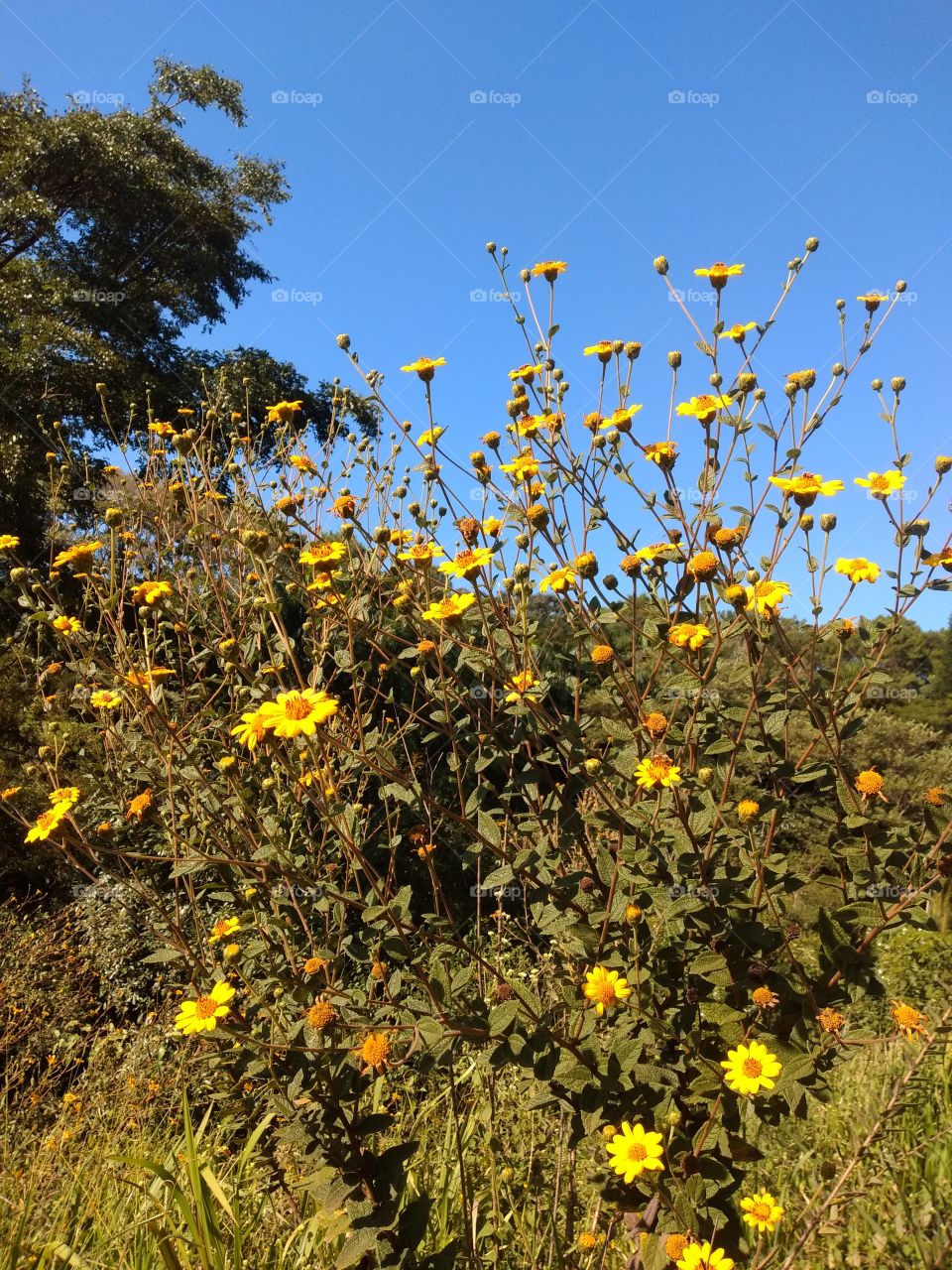 bem vindo foap natureza