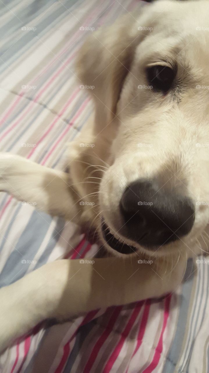 Golden retriever puppy close up