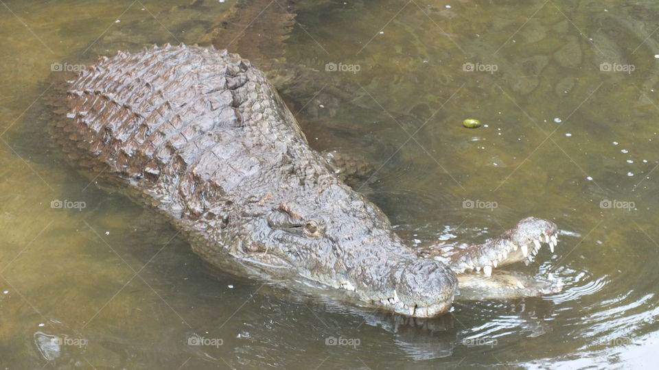 Crocodile