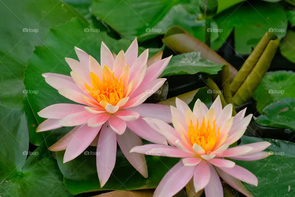 colorful flowers