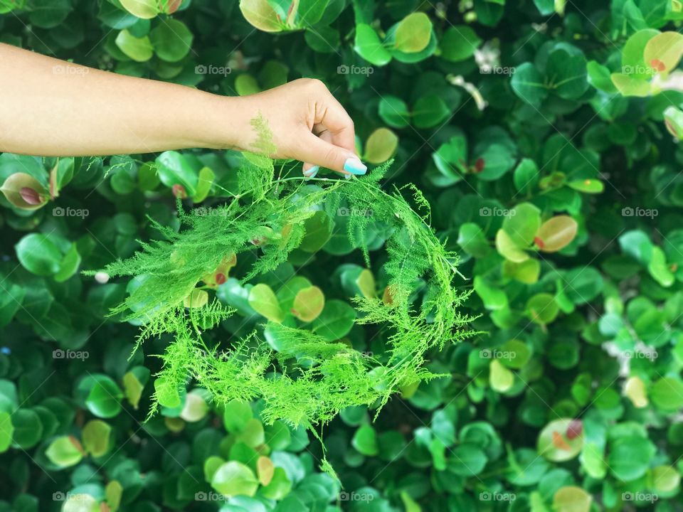 Green fern crown