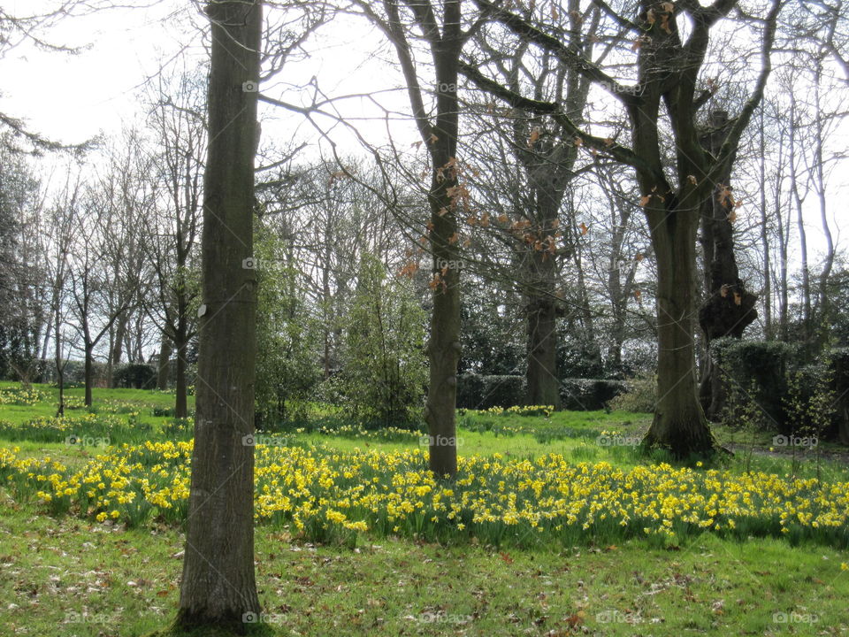 Landscape, Tree, Flower, Nature, Season