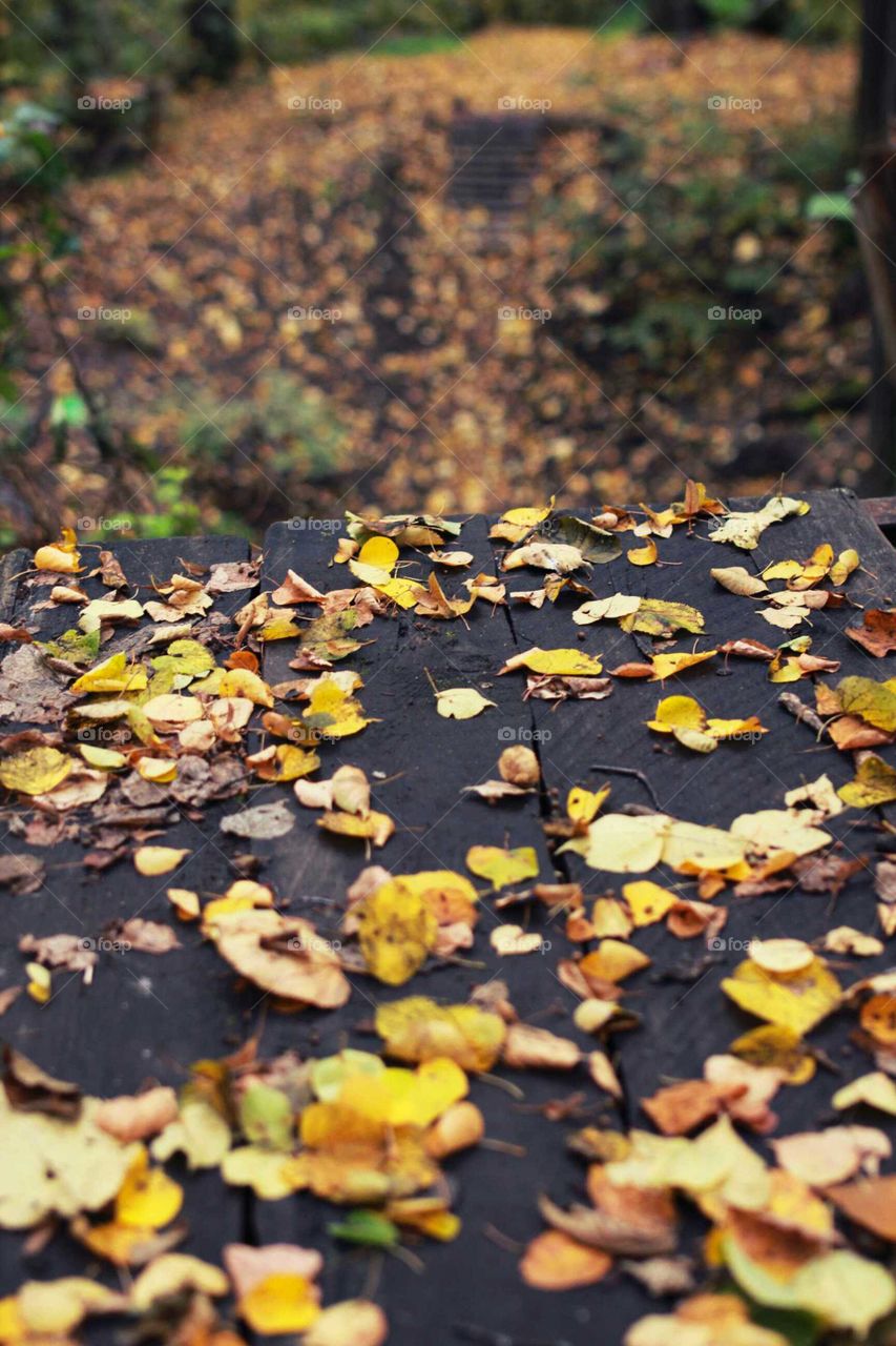 Fall, Leaf, No Person, Desktop, Nature