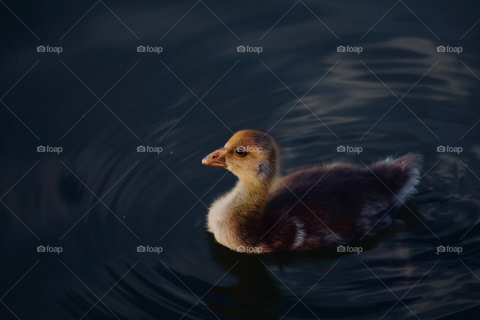 Cute baby goose 