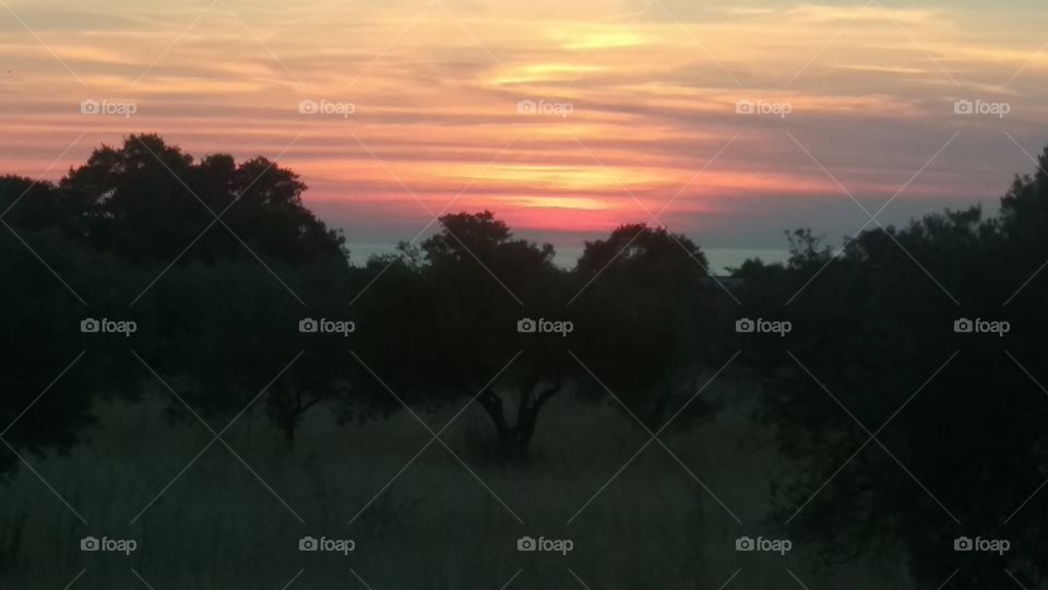 Istrian Sunset with olive trees