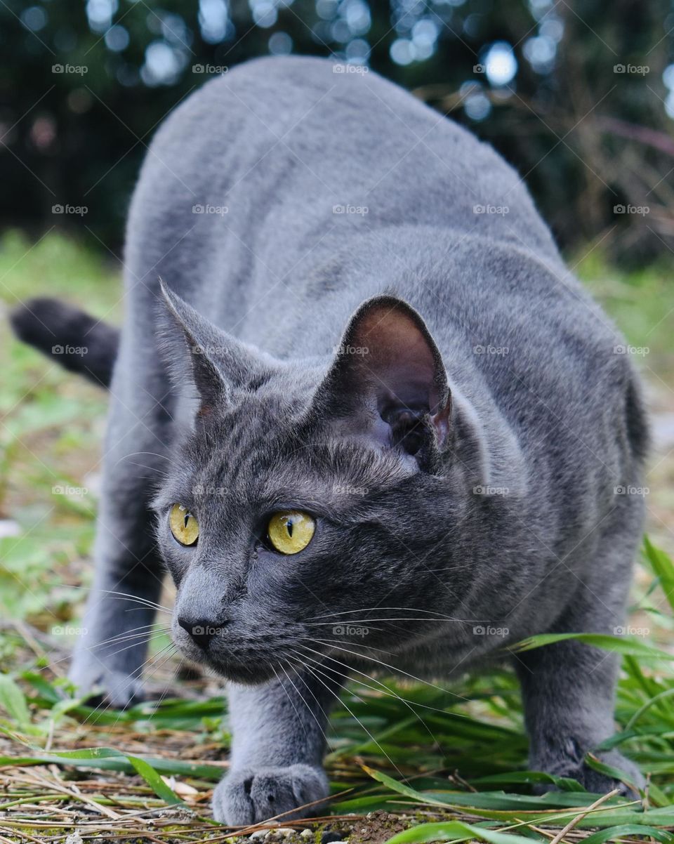 cat in the wild looking at a lizard