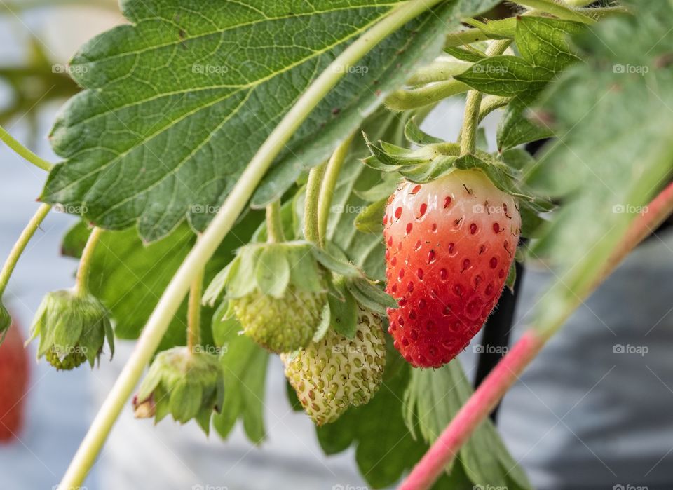 Fresh strawberry at organic farm  