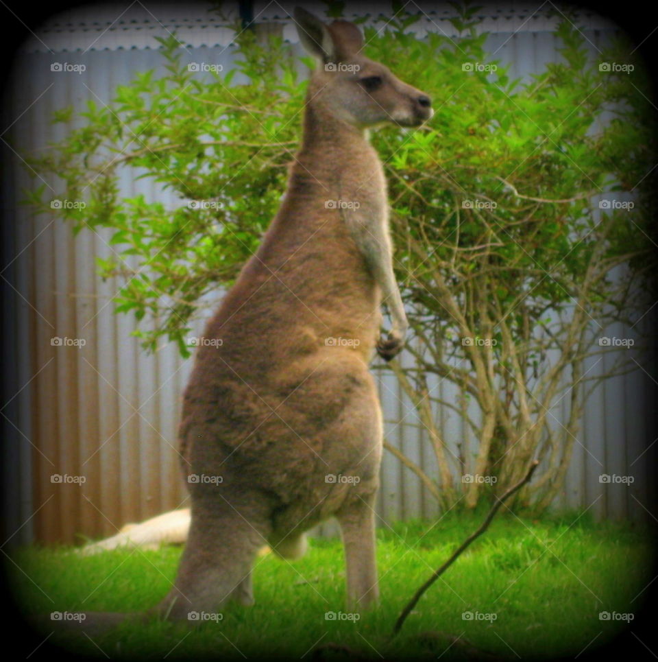 This is a kangaroo on a sunny summer day at the Columbus Zoo in Ohio.