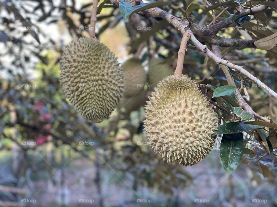 Durian on the durian tree in organic durian orchard.