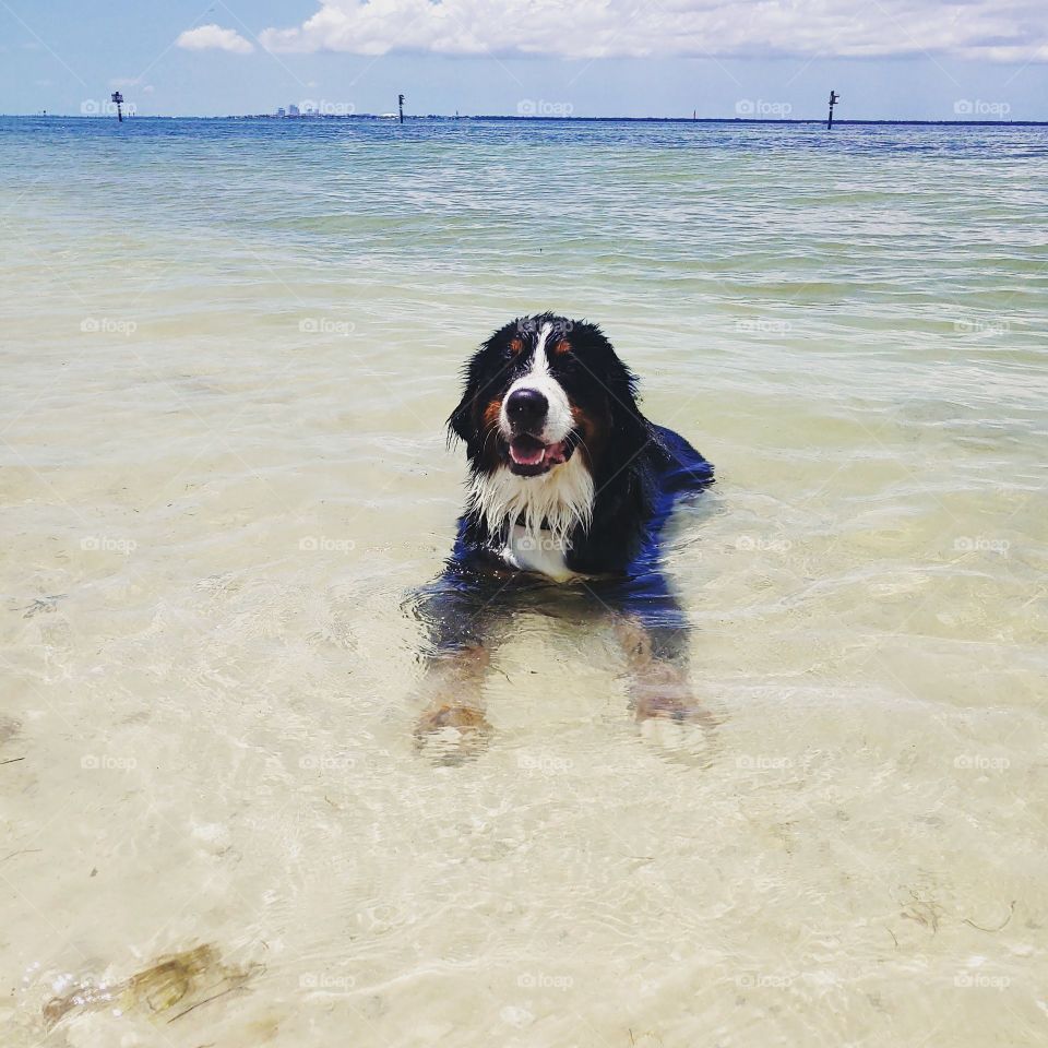 milas living her best life 🌴💚🐬 day at the dog beach!