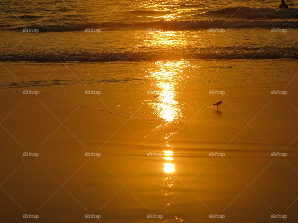 little bird on the beach during golden hours