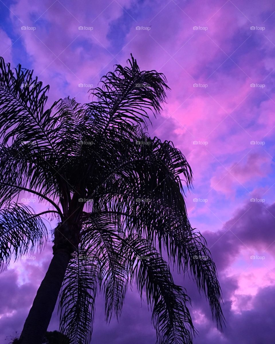 Palm tree at sunrise
