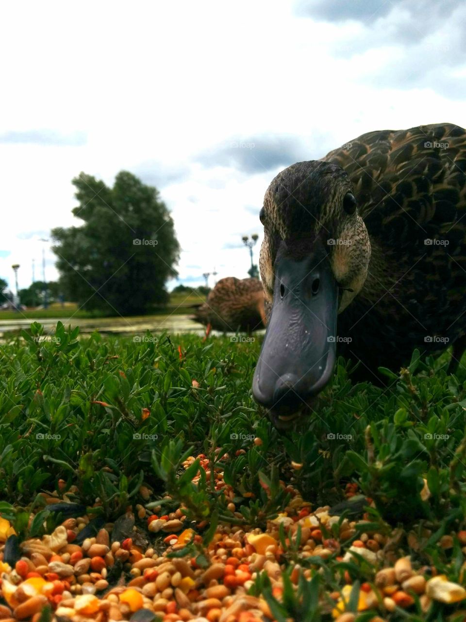 right side close up duck. duck eating in the park