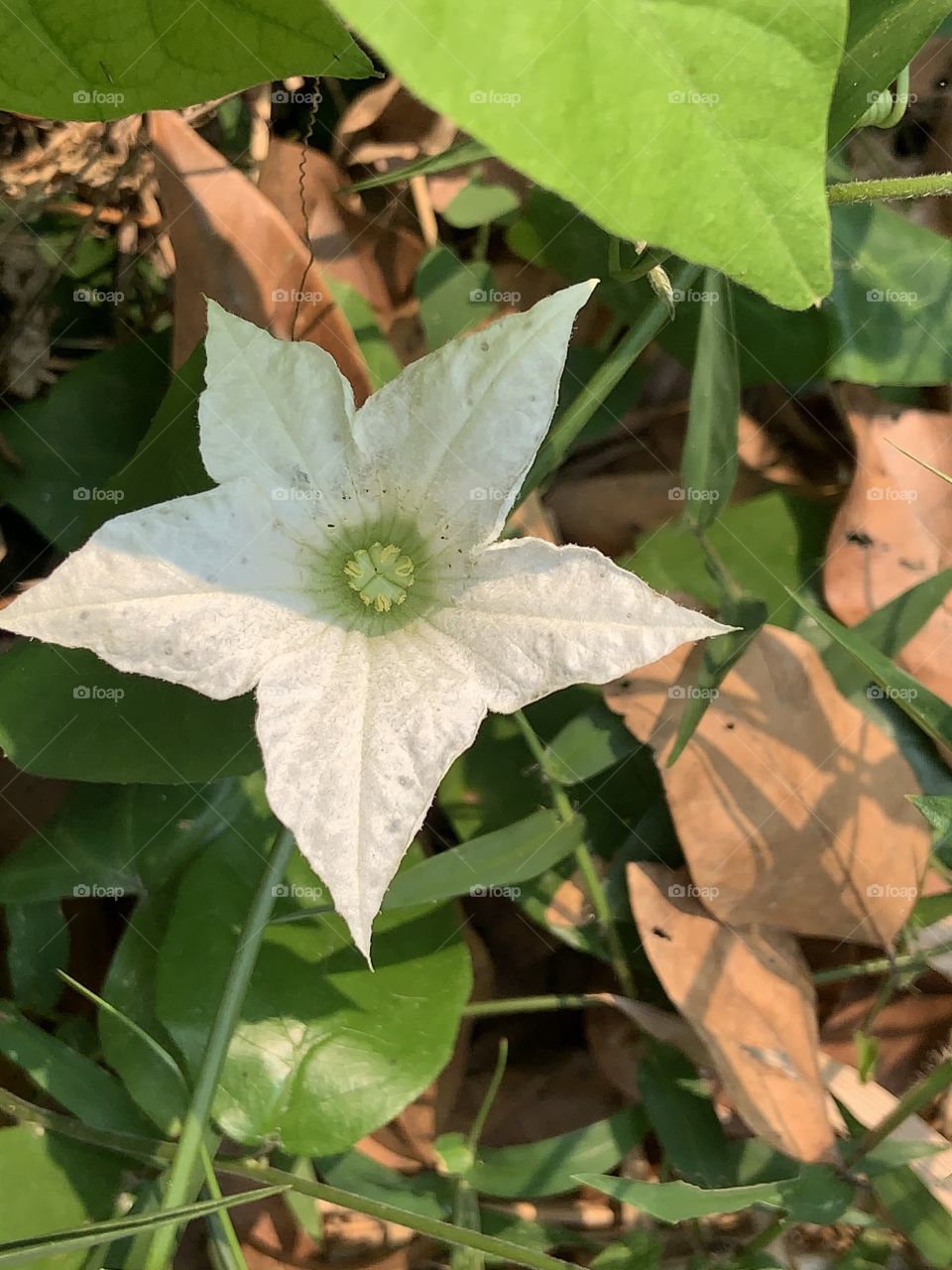 Plants around everywhere, Countryside ( Thailand)