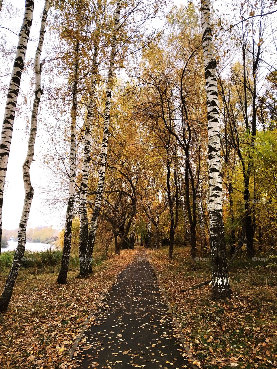 Path in the birch grove.