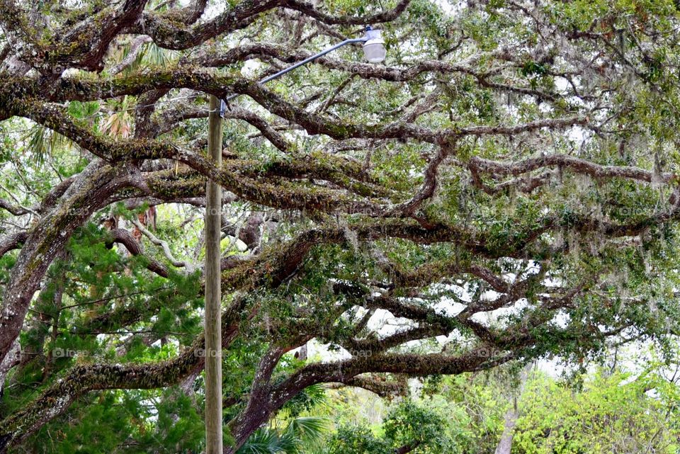 Maze of Tree Branches